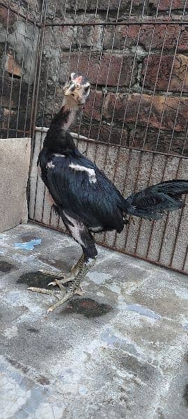 pure dragon black Sakin birds for sale 03014972453 9