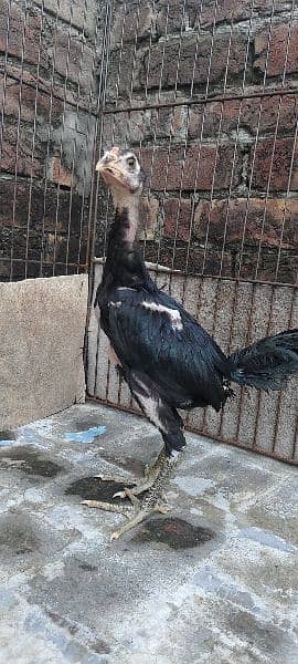 pure dragon black Sakin birds for sale 03014972453 12