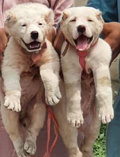 dogs for saal raabta whatsapp number 03070096684