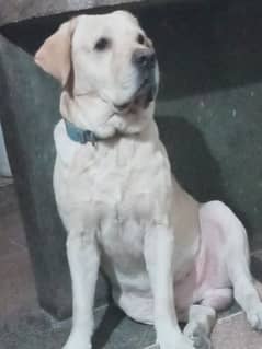 British Labrador For Sale