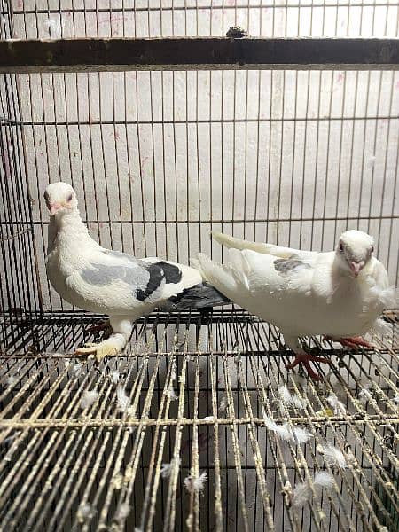 fancy pigeons available 3