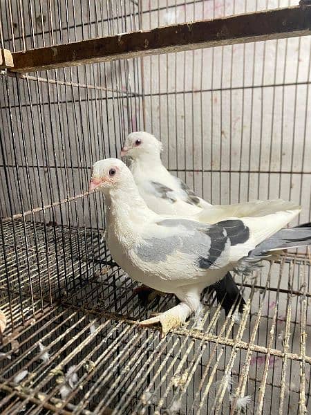 fancy pigeons available 2