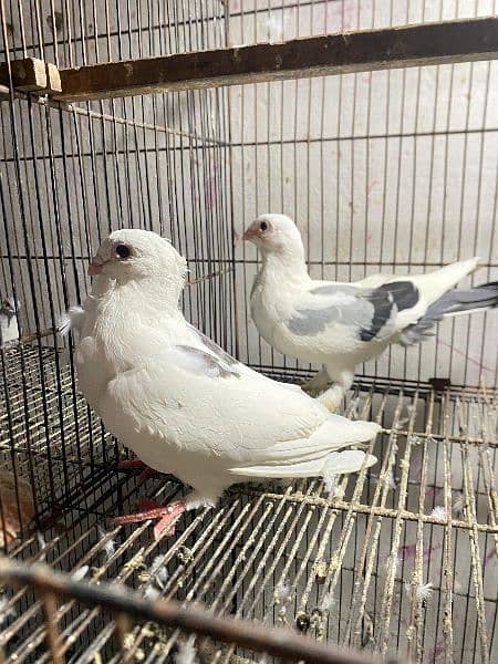 fancy pigeons available 4