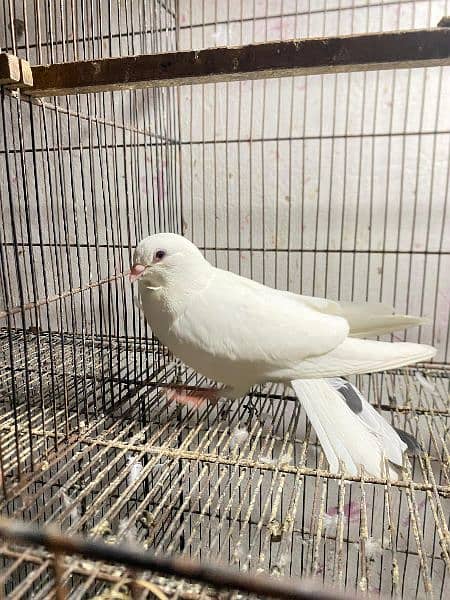 fancy pigeons available 5