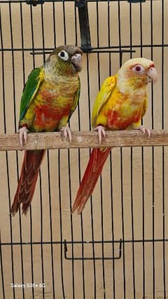 Lutino Conure split Lutinos/Parrot/Blue Turquoise Conure/Birds