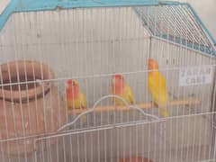 lovebird for sale