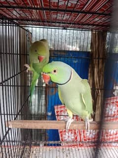 Green Ringneck breeder pair for sale