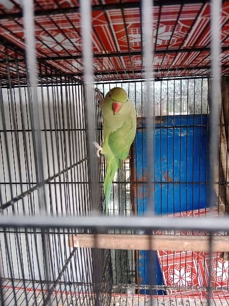 Green Ringneck breeder pair for sale 3