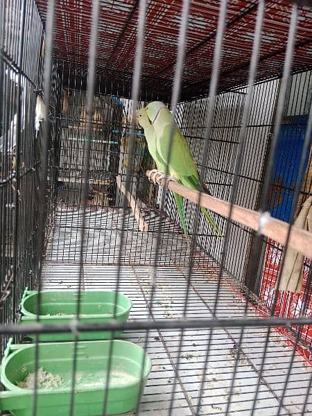 Green Ringneck breeder pair for sale 4