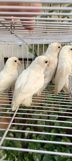 Albino splits red eyes