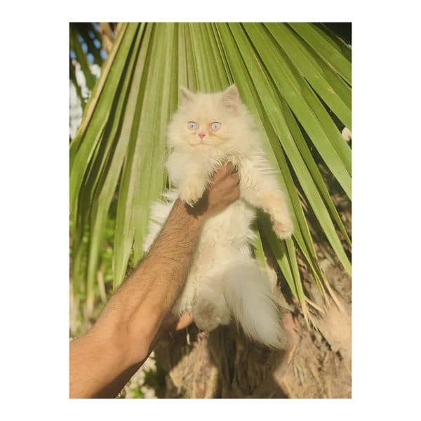 Persian hamalian british punch face piki face cat's and kitten's 2