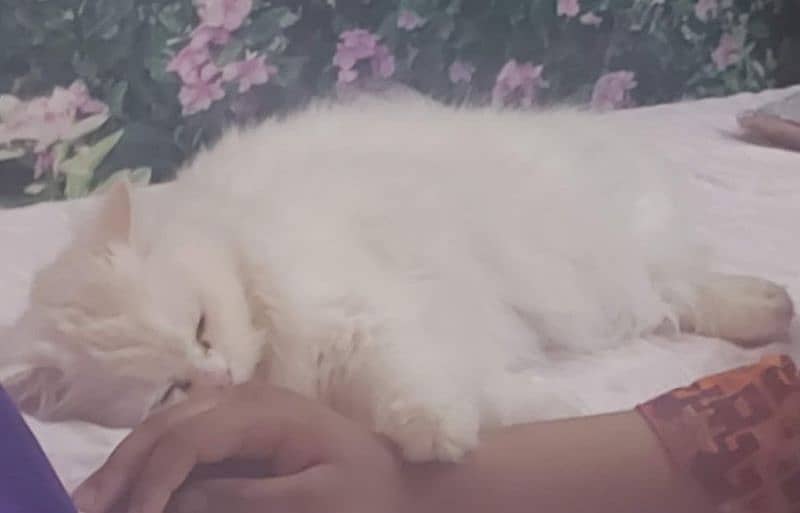 white Persian blue eyes , triple coated cats for sale 4