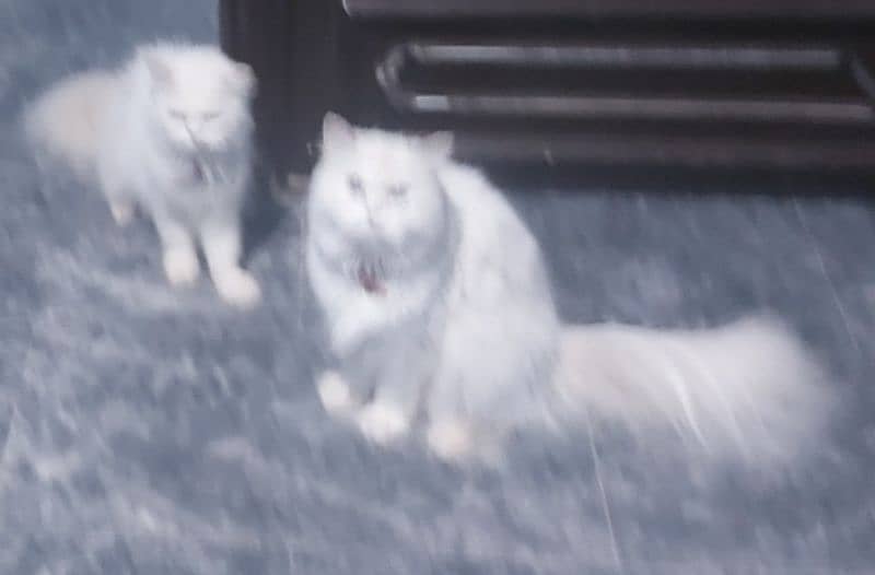 white Persian blue eyes , triple coated cats for sale 8