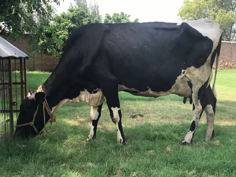 Friesian Cow with Calf 1