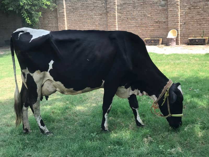 Friesian Cow with Calf 7