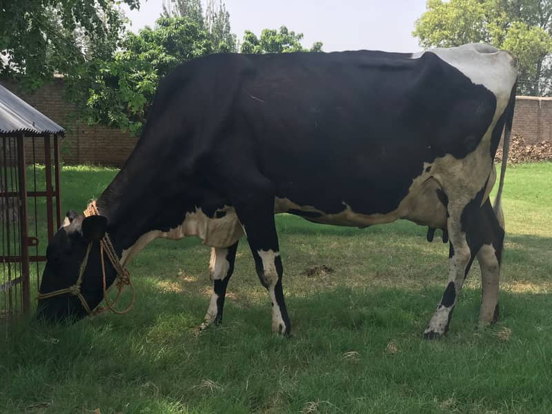 Friesian Cow with Calf 8