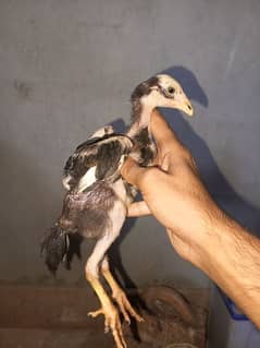 Aseel cheena chicks for sale