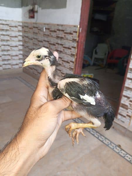 Aseel cheena chicks for sale 2