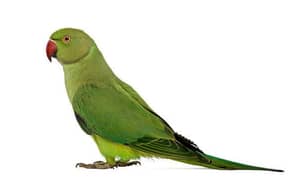 green parrot talking