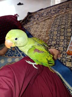 Raw Parrot Talking Parrot Hand Tame Age 6 Monyh