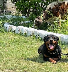 rottweiler