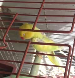 SINGING PARROT FOR SALE  YELLOW PARROT  03082603501