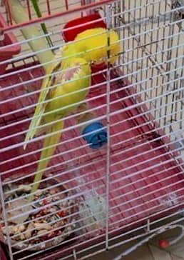 SINGING PARROT FOR SALE  YELLOW PARROT  03082603501 1