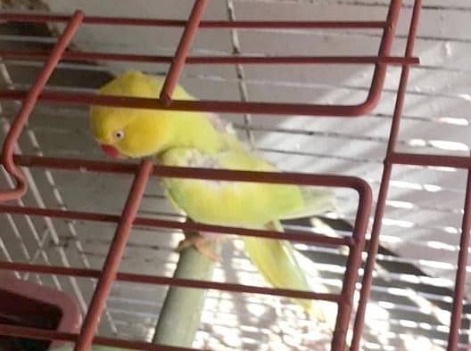 SINGING PARROT FOR SALE pair YELLOW PARROT  03353877493 1