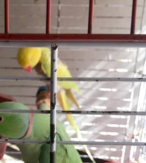 SINGING PARROT FOR SALE  YELLOW PARROT  03082603501 3