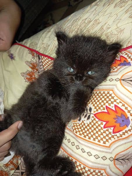 4 Persian cats  available in brown and black colour 2