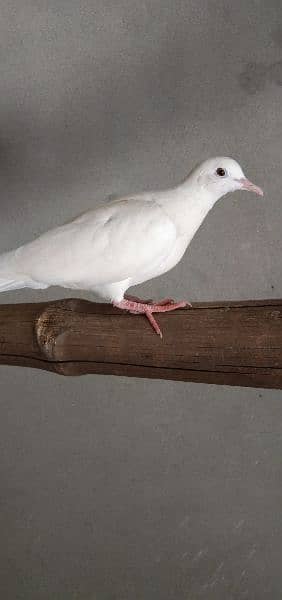 white Dove red eyes 2