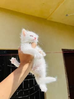 Persian kittens for sale healthy and play full triple coated