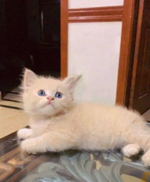 Persian kittens for sale healthy and play full triple coated 2