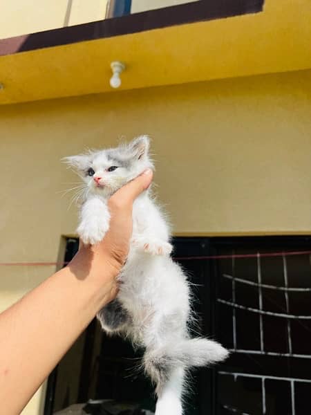 Persian kittens for sale healthy and play full triple coated 3