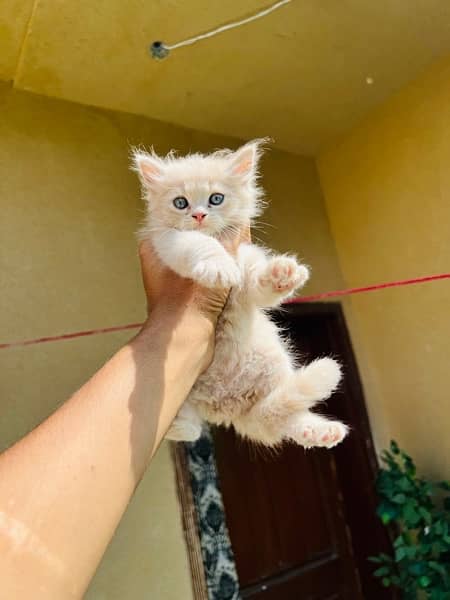 Persian kittens for sale healthy and play full triple coated 5