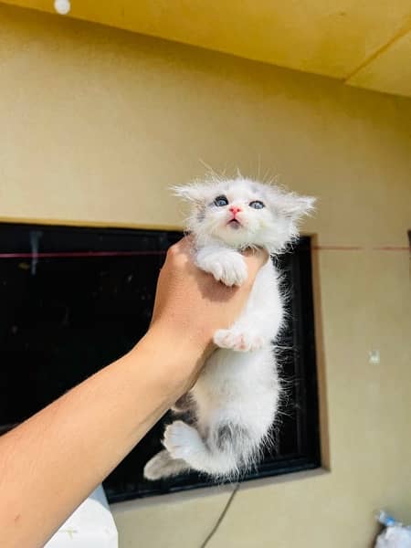 Persian kittens for sale healthy and play full triple coated 6