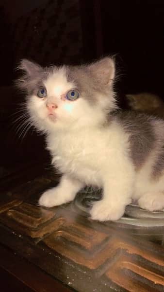 Persian kittens for sale healthy and play full triple coated 8