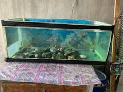 my fish + aquarium for sale hay