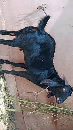 Black Khassi Bakra kheera 50kg live