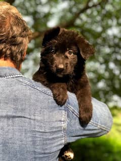 German Shepherd Long coat puppy