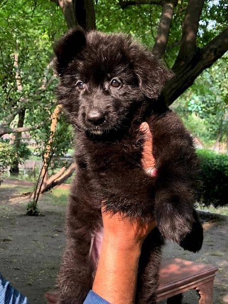 German Shepherd Long coat puppy 4