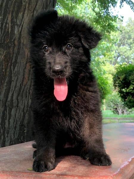 German Shepherd Long coat puppy 5