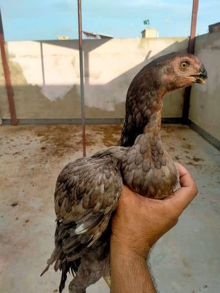 indian parrot beak long tail 1