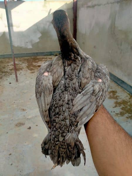 indian parrot beak long tail 3