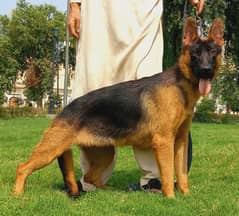 german shepherd Female dog for sale