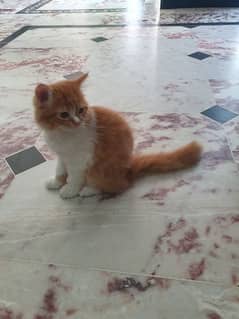 persian breed multiple colour cat