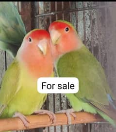 “Beautiful Love Birds for Sale – Healthy and Vibrant. ”