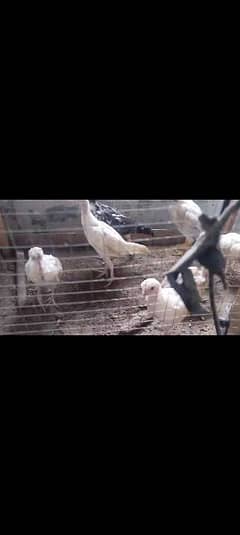 white Heera / Aseel chicks for sale