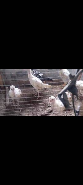 white Heera / Aseel chicks for sale 0