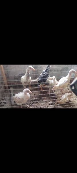 white Heera / Aseel chicks for sale 1